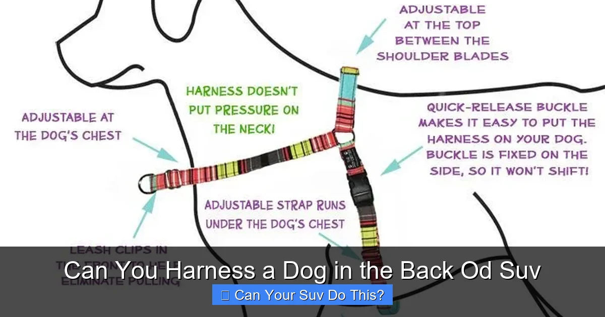 Can You Harness a Dog in the Back Od Suv