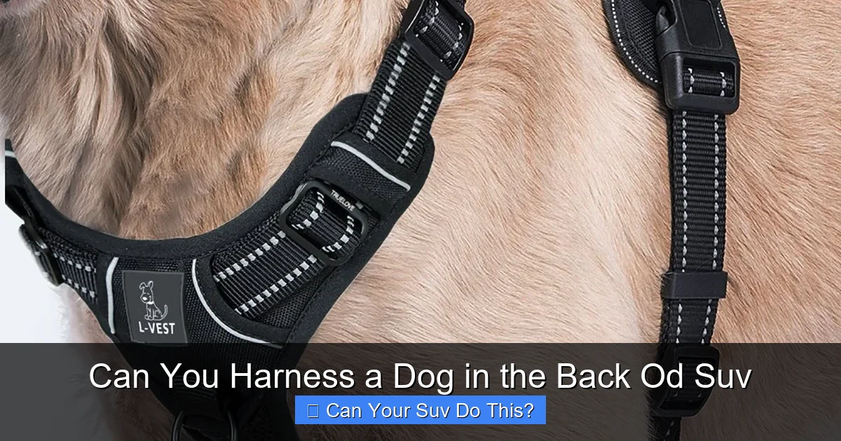 Can You Harness a Dog in the Back Od Suv